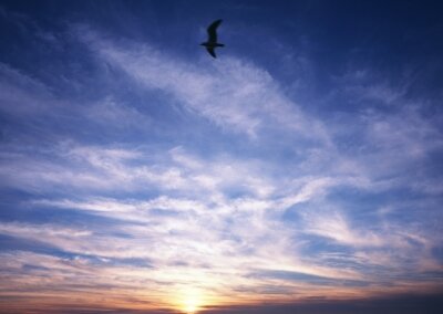 Фотообои Чайка на закате