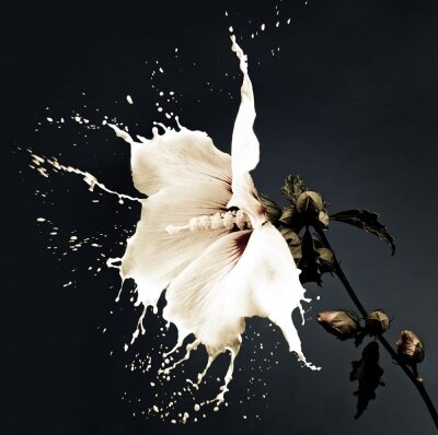 Креативные фотообои Белый цветок