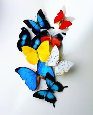 Креативные фотообои Бабочки