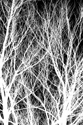 Черно-белые фотообои Ветки