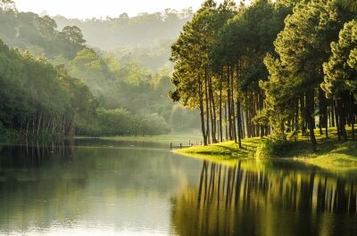фотообои лес у реки