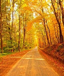 дорога, парк, осень, деревья, листья, желтые